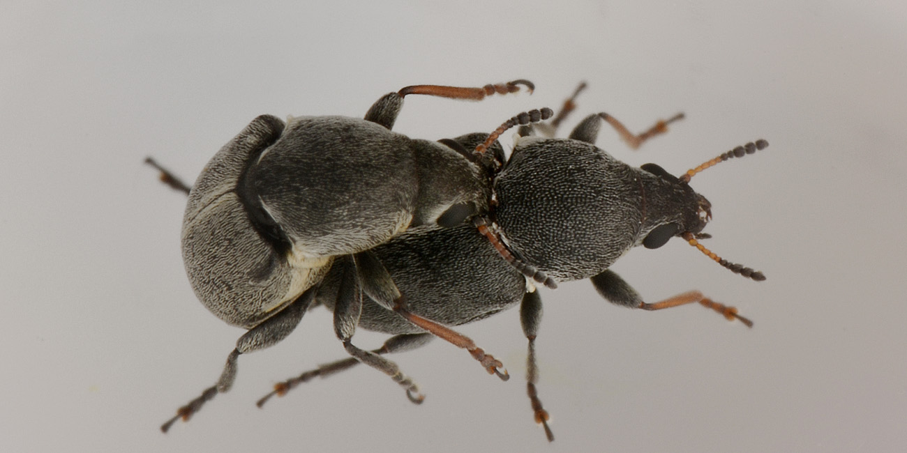 Quale famiglia?  Anthribidae:  Bruchela suturalis